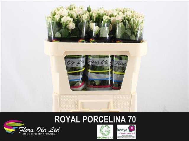 royal porcelina70