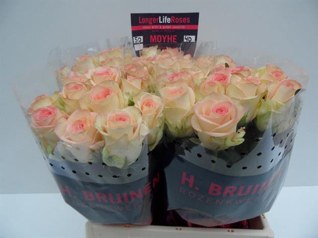 0x0BDF2F1D3FC525AC8DE9575386E6B0284BD15E3D