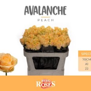 Avalanche Peach 70cm