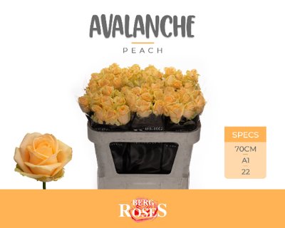 0x2737E5F78A4C285ED4B42ED3C502FDF0C4CAAF61