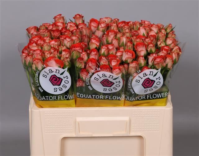 190204-rose-spray-zadique