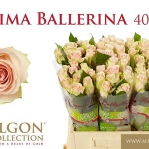 Prima ballerina 40cm