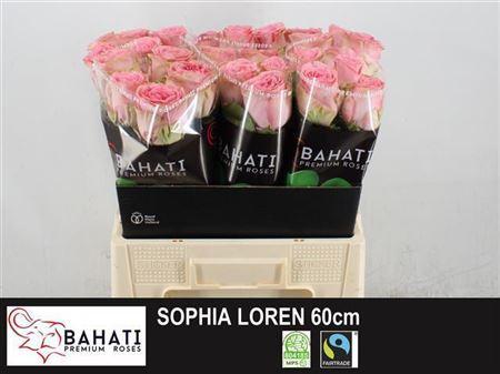 2905947304_w600_h600_2905947304