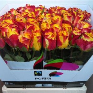 Suns X-pression 60cm