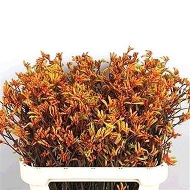 ANIGOZANTHOS-BUSH-SUNSET-60cm