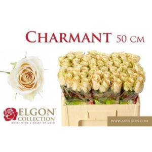 Charmant 50cm
