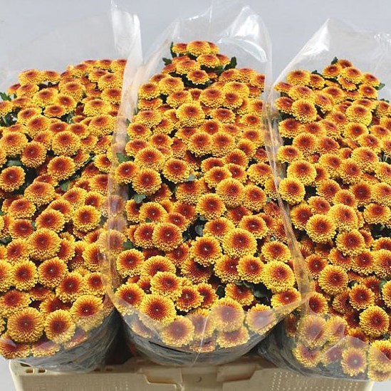 Chrysant-San-Tammy-55cm