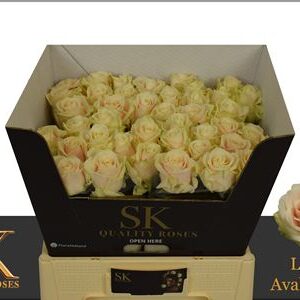 Lovely Avalanche 55cm