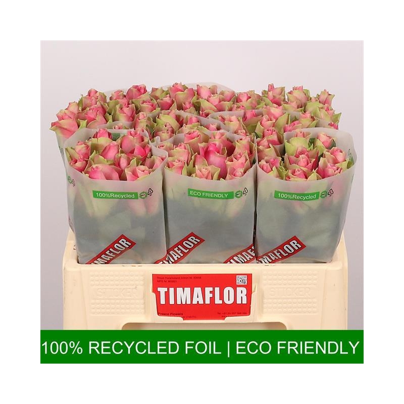 RBELLEV5-LIVE_fotos-0x314641F75243F4A67E8AA98F56B34132D5F60302