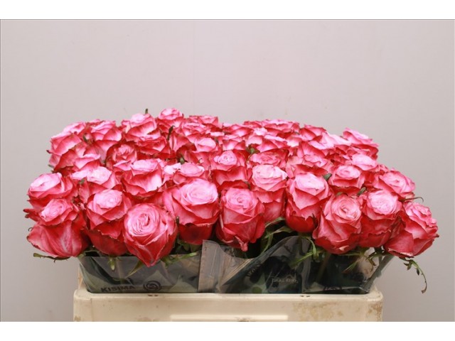 Rosa bg no limit-640x480