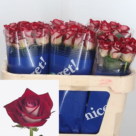 Rose-Bluez-70cm-1