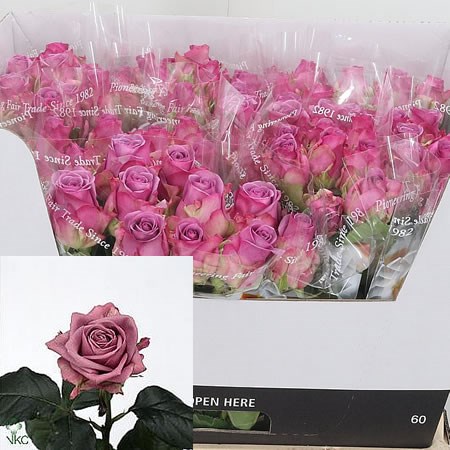 Rose-Cool-Water-60cm