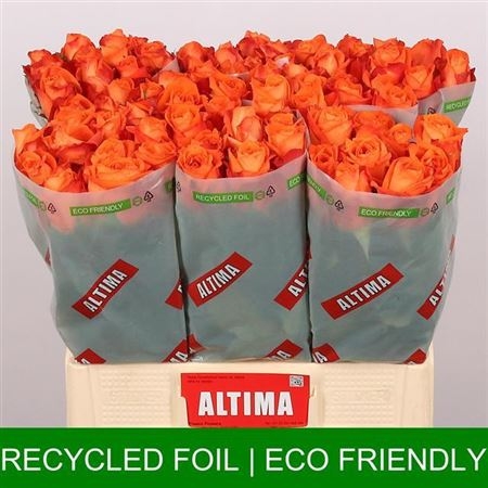 Rose-Copacabana-60cm