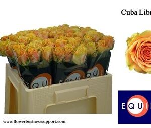 Cuba Libre 50cm