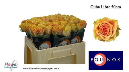 Rose-Cuba-Libre-50cm