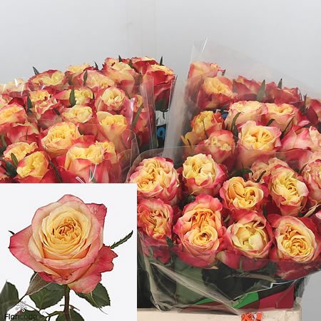 Rose-Fire-X-pression-60cm