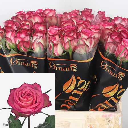 Rose-Imagination-60cm