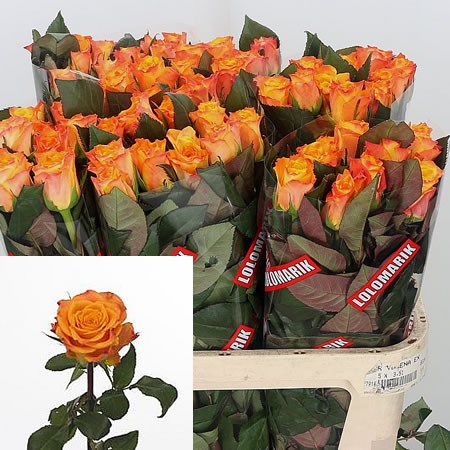 Rose-Marie-Claire-80cm