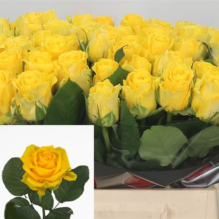 Rose-Penny-Lane-60cm