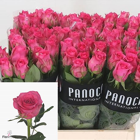 Rose-Pink-Sudoku-60cm