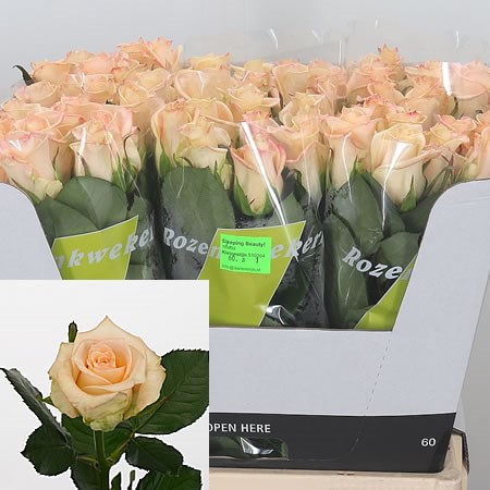 Rose-Sleeping-Beauty-60cm