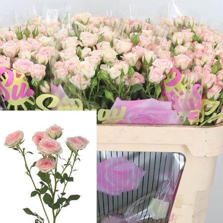 Rose-Spray-Creamy-Twister-70cm--Wholesale-Dutch-Flowers-and-Florist-Supplies-UK