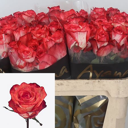 Rose-Twinkle-Blush-70cm-1