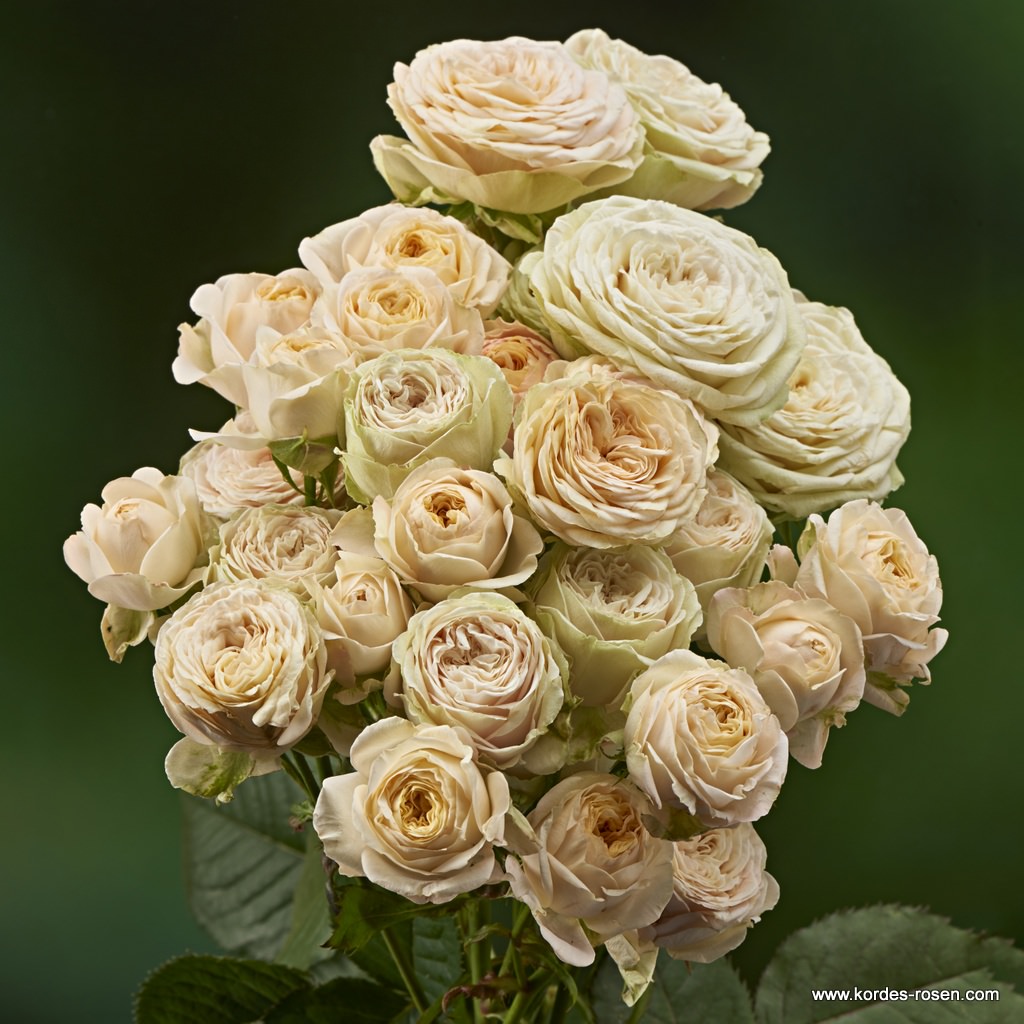 Schnittrose_Lovely-Yo-Yo_02