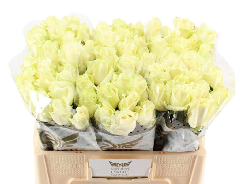 avalanche-50cm-a1-60-stelen