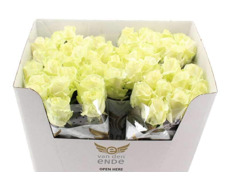 avalanche-60cm-a1-50-stelen