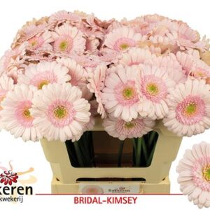 Ge Mi Bridal Kimsey 50cm