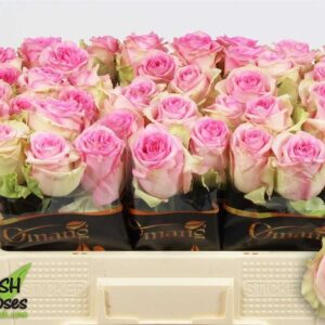 Brigitte Bardot 50cm