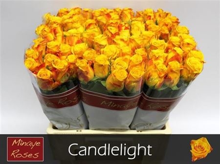 candle 60