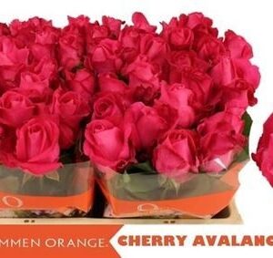 Cherry Avalanche 50cm