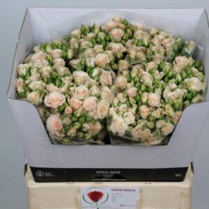 Cream Gracia 60cm