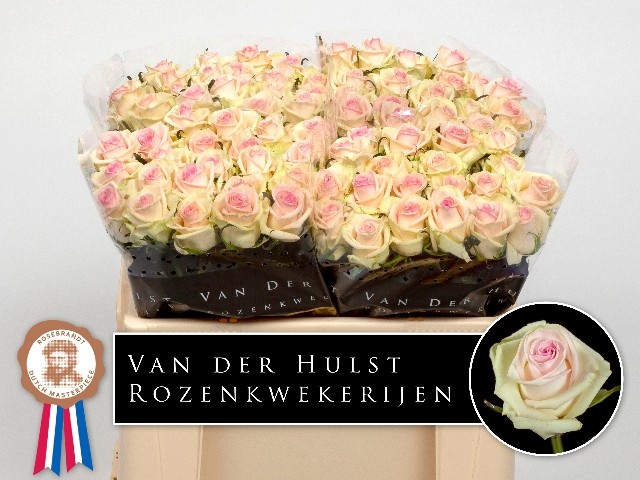 cup cake 50cm