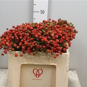 Rosa Easy hip hop 40cm