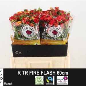 Fire Flash 60cm