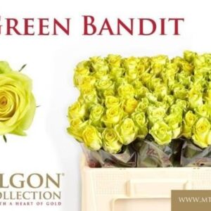 Green Bandit 50cm