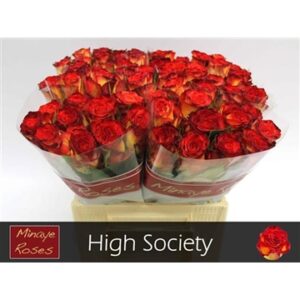 High Society 40cm