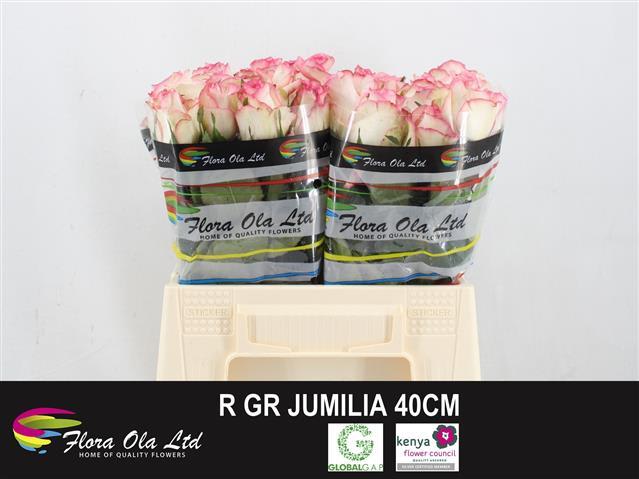 jumilia 40 flora
