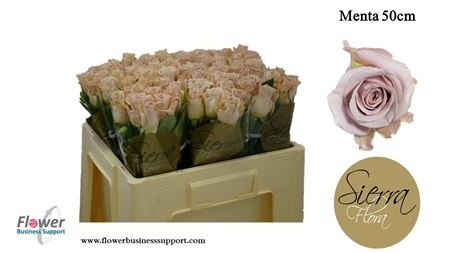 menta 50cm