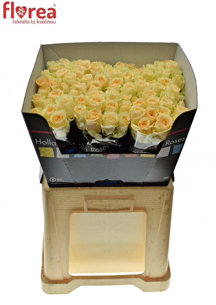 merunkova-ruze-magic-avalanche-o3bdy