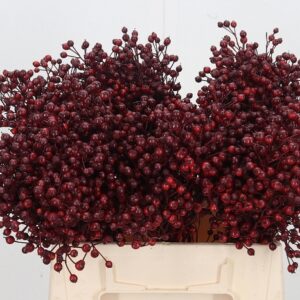 Rosa Plenty  KLB H%( bordeaux)