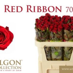 Red Ribbon 70cm