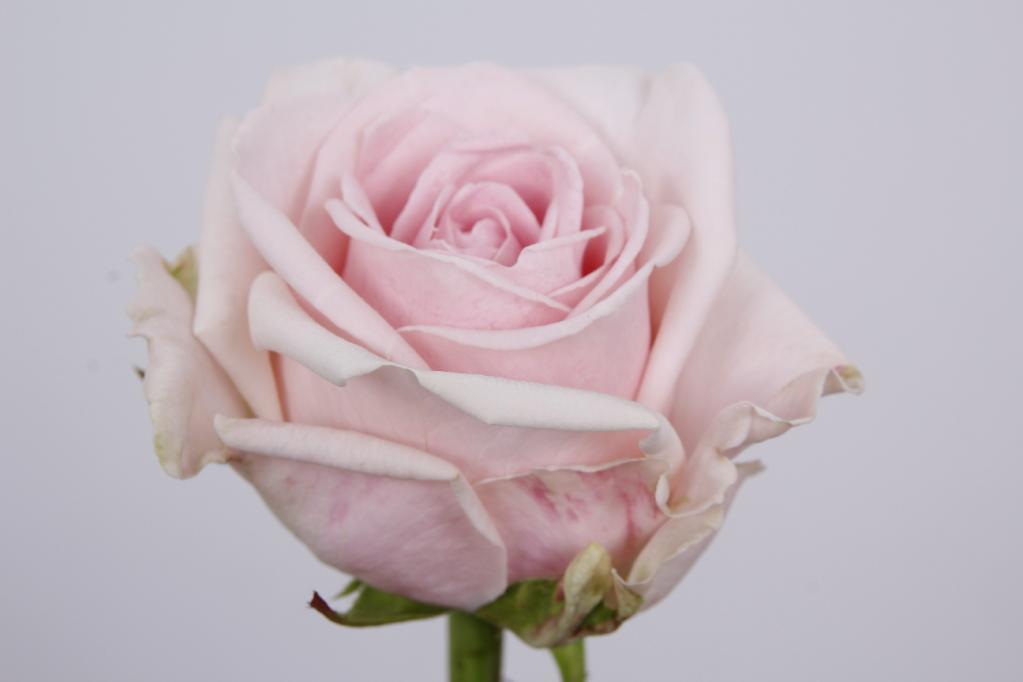 rosa-gr-lazise-pink-1-florasystem-žilina-ponuka-predaj-rezané-kvety