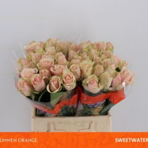 Sweet Water 35cm