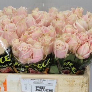 Sweet Avalanche 45cm