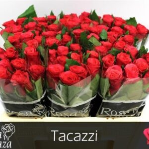 Tacazzi 50cm
