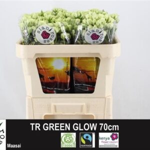 Green Glow 70cm